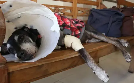 Câmara aprova projeto que tipifica exercício ilegal da veterinária