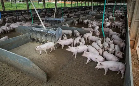 Produção de carne suína e de frango terá volume recorde em 2026