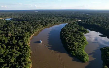 Fazendas ilegais de gado devastam áreas protegidas na Amazônia
