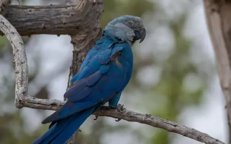 Ararinhas-azuis recapturadas testam positivo para vírus letal