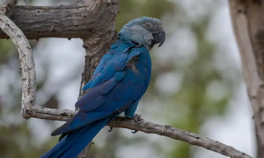 Ararinhas-azuis recapturadas testam positivo para vírus letal