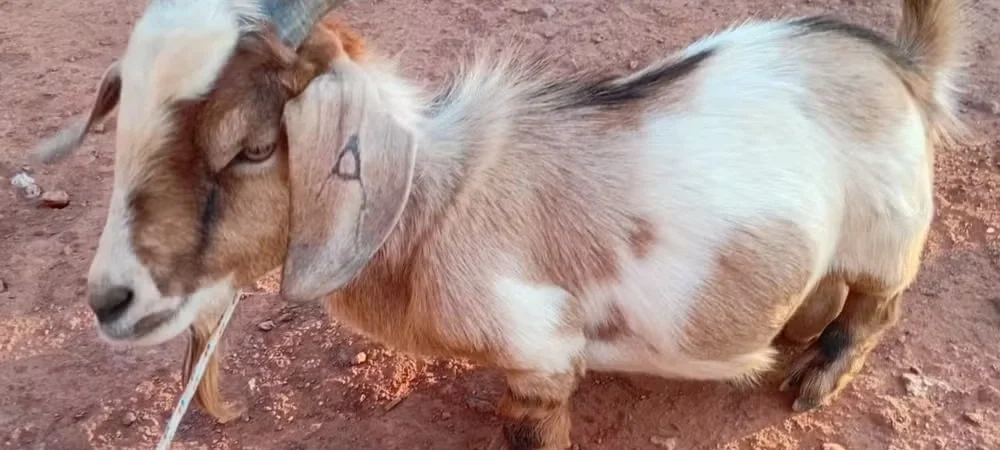 ‘Mini bode’ chama atenção no Piauí por porte reduzido e amizade com menina de 8 anos